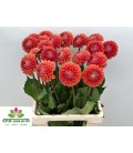 Dahlia Cornel Bronze 50 cm