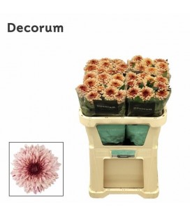Chrysantheme G Pip Salmon