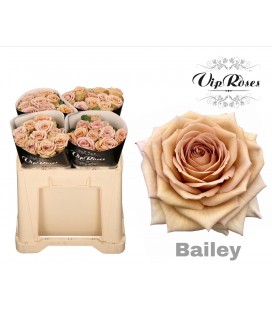 Rose Bailey 50 cm