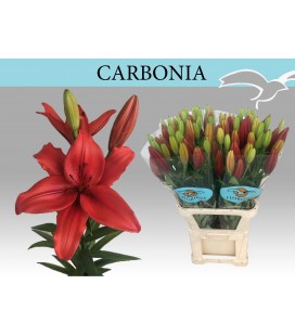 Lys la Carbonia rouge 100 cm