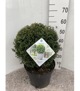 Ilex Ø 30 h 60