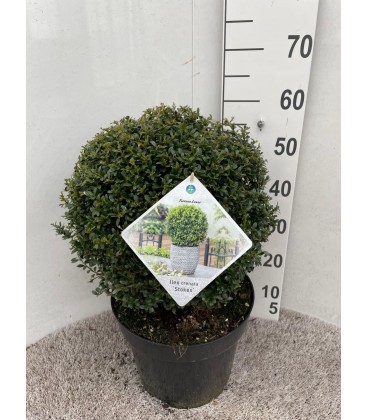 Ilex Ø28 h 55