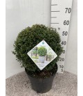 Ilex Ø 30 h 60