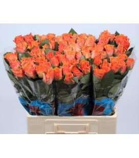 Rose Arancio 60 cm