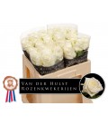 Rose Noelia 50 cm
