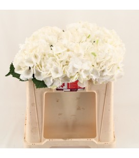 Hortensia Schneeball 50 cm 