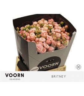 Rose branchue Britney 70 cm