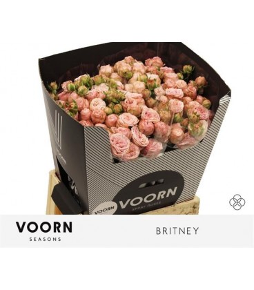 Rose branchue Britney 70 cm