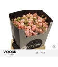 Rose branchue Britney 70 cm