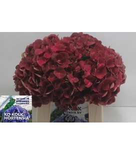 Hortensia M ch My Terracota 40 cm