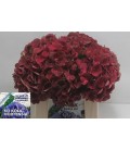 Hortensia M ch My Terracota 40 cm