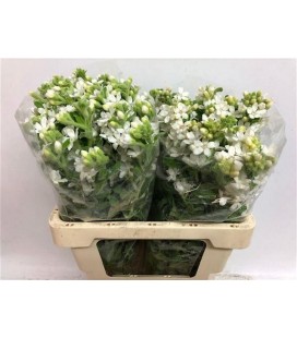 Oxypetalum blanc 60 cm