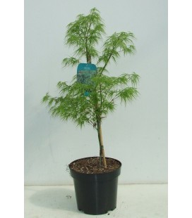 Acer palm dissectum Ø 26 h 100
