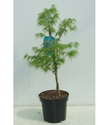 Acer palm dissectum Ø 26 h 100