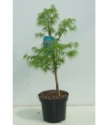 Acer palm dissectum Ø 26 h 100