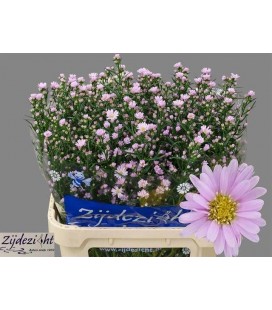 Aster claudia rose 80 cm