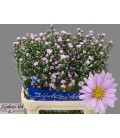 Aster claudia rose 80 cm