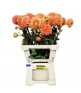 Dahlia Sylvia 65 cm