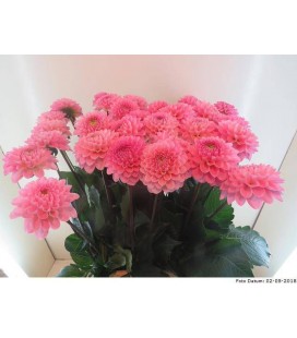 Dahlia Ball Wizz of oz 55 cm