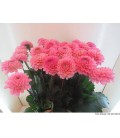 Dahlia Ball Wizz of oz 60 cm