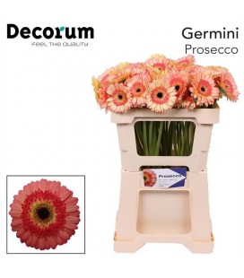 Germini Prosecco
