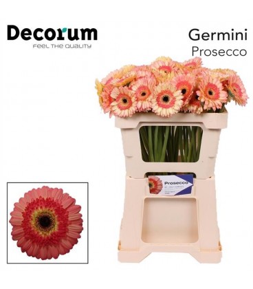 Germini Prosecco