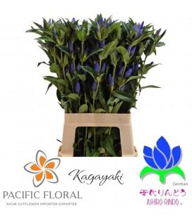 Gentiane Kagayaki 60 cm