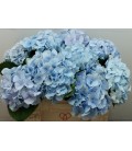 Hortensia Verena bl 50 cm