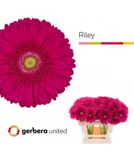Gerbera Riley x 20