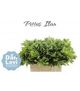 Pittosporum Ilan 60 Cm