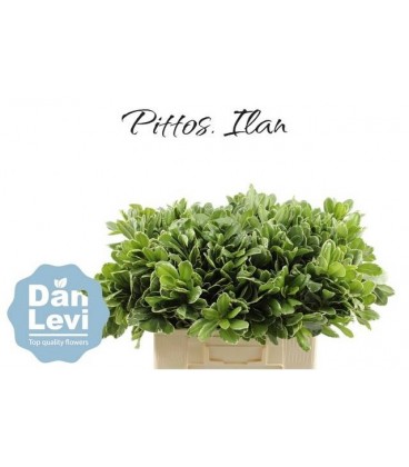 Pittosporum Ilan 30 Cm