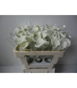 Calla Chrystal Blush 50cm