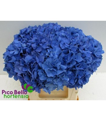 Hortensia pimpernel 40 cm