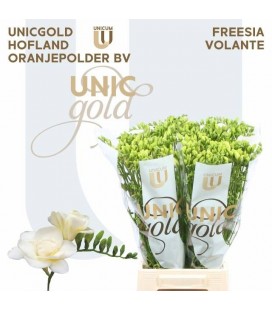 Freesia Volante 