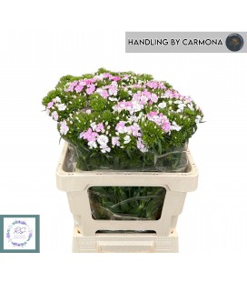 Oeillet de poete Barb Am Rose 55 cm