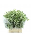 Pittosporum negra la botte 60 cm 150g