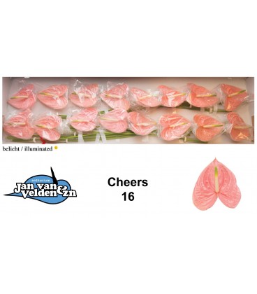 Anthurium A Cheers x 16