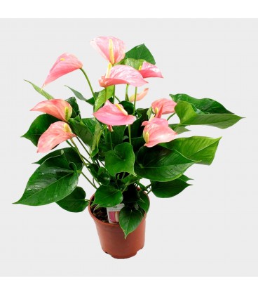 Anthurium Explosion Pot de 17 