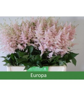 Astilbe Europa pale pink 60 cm