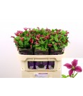 Clematite Amazing Kyiv 70 cm