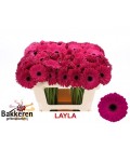 Germini Layla