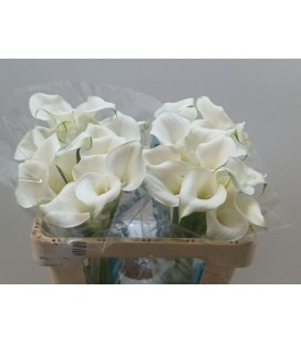 Calla Pure Art 50cm