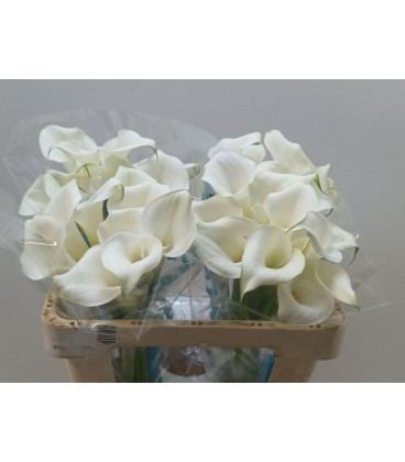 Calla Pure Art 55 cm