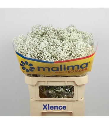 Gypsophile Xlence