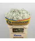 Gypsophile Xlence Extra