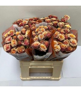 Rose Branchue Antigua 40 cm