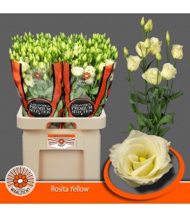 Lisianthus Rosita Yellow