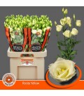 Lisianthus Rosita Yellow