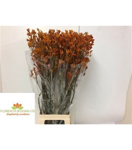 Anigozanthus Golden girl 80 cm