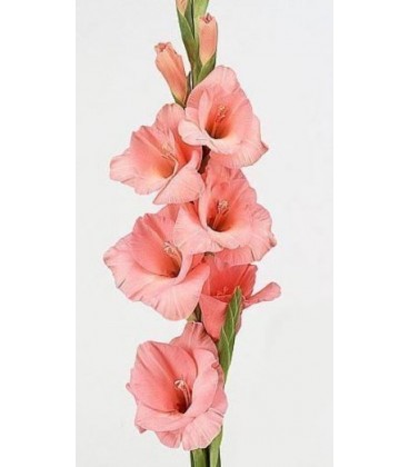 Glaieul Fortarosa 115 cm